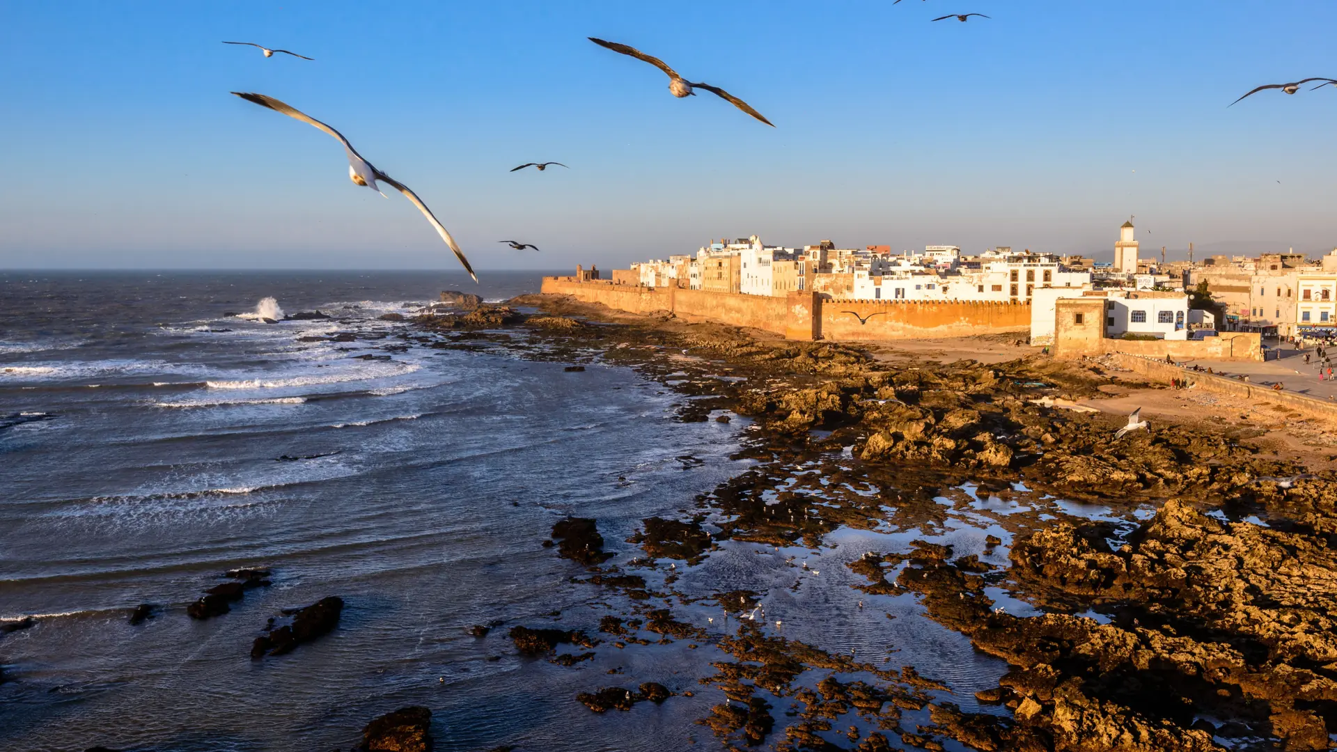 Sunlit Essaouira ramparts above the rocky Atlantic shore with seabirds
