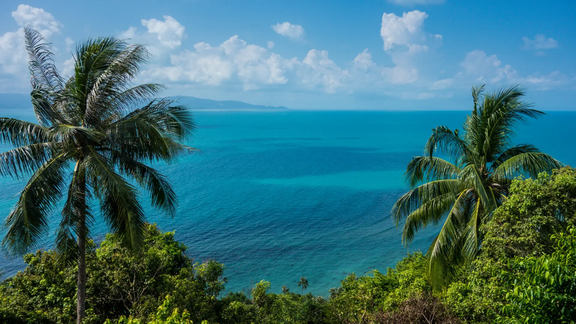 Palms beside the blue sea on wider Koh Phangan, rather than Thong Sala