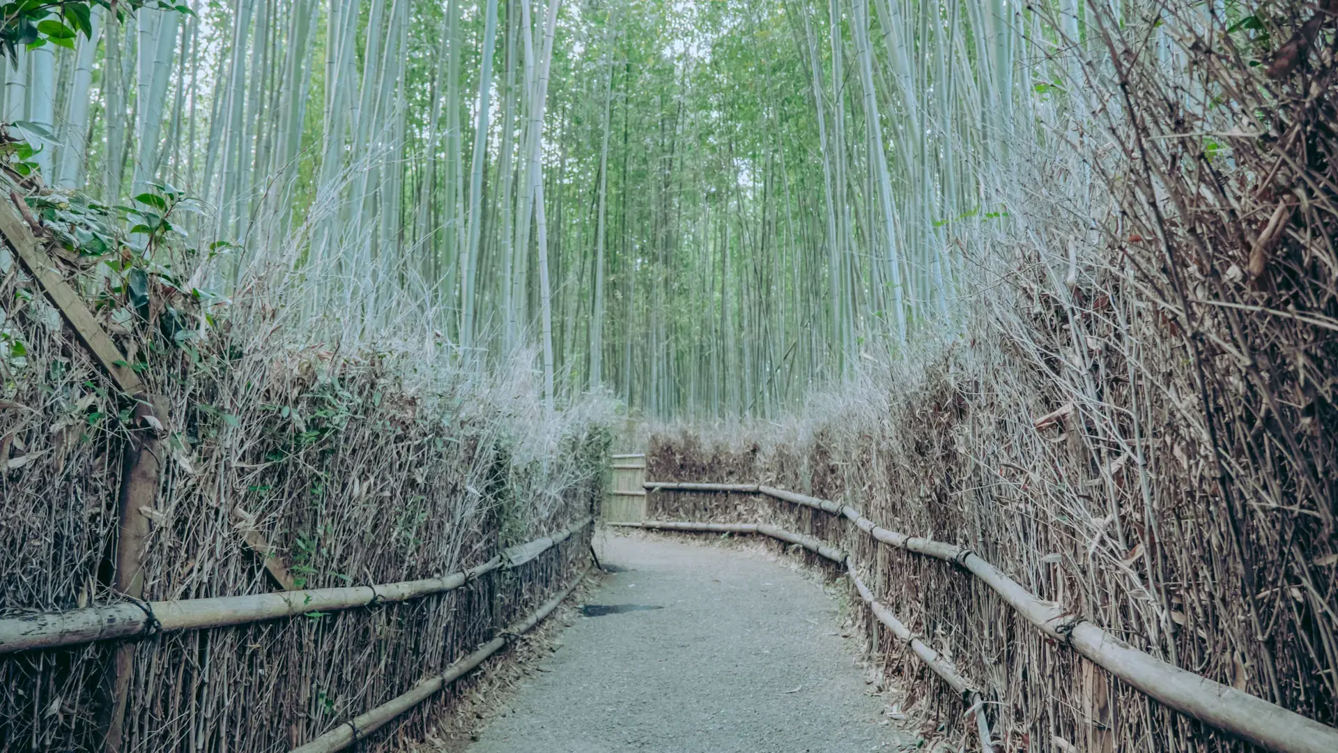 lush green Arashiyama bamboo grove under vivid filtered sunlight