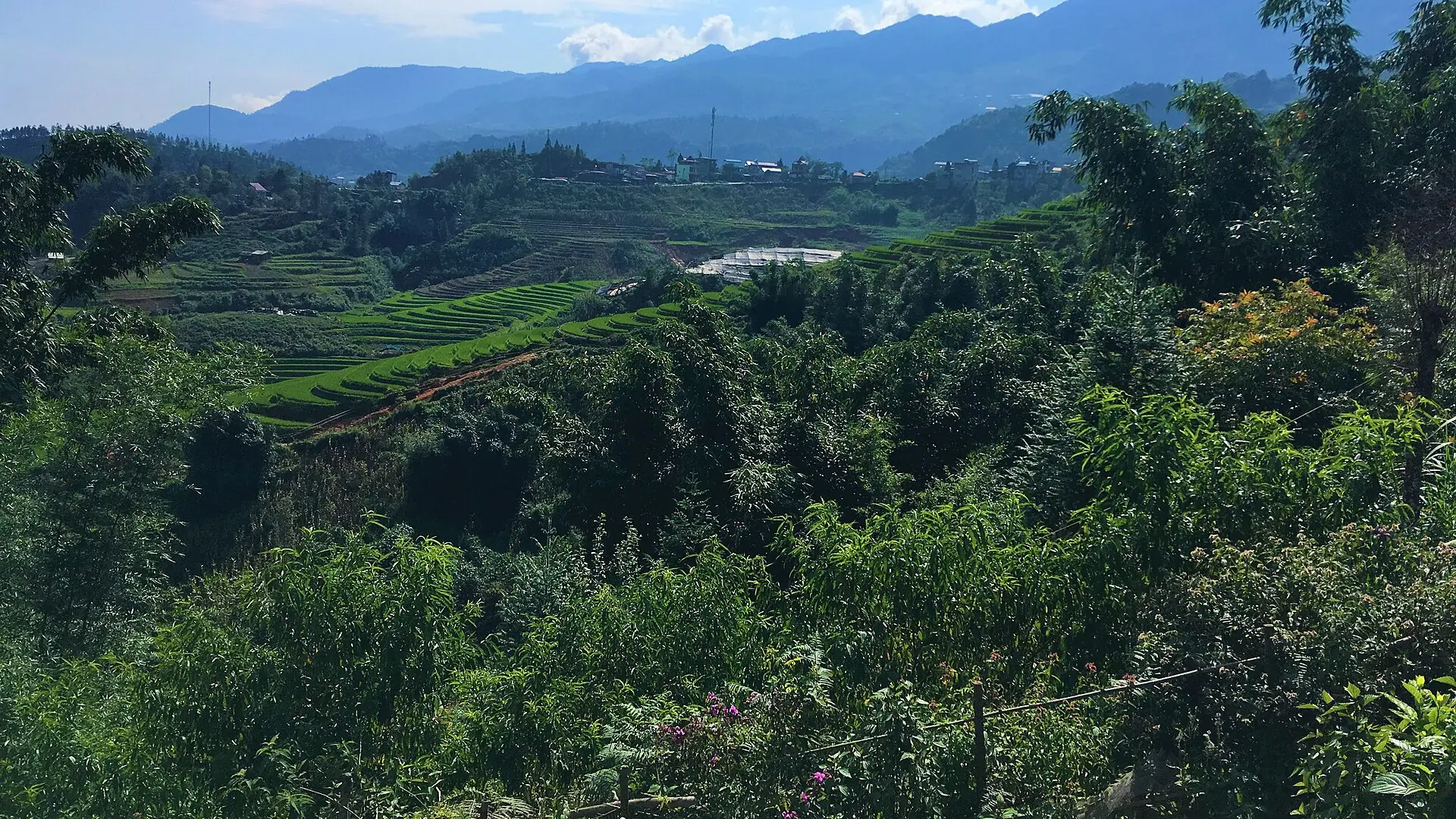 Sunlit rice terraces and trees in the Sapa countryside