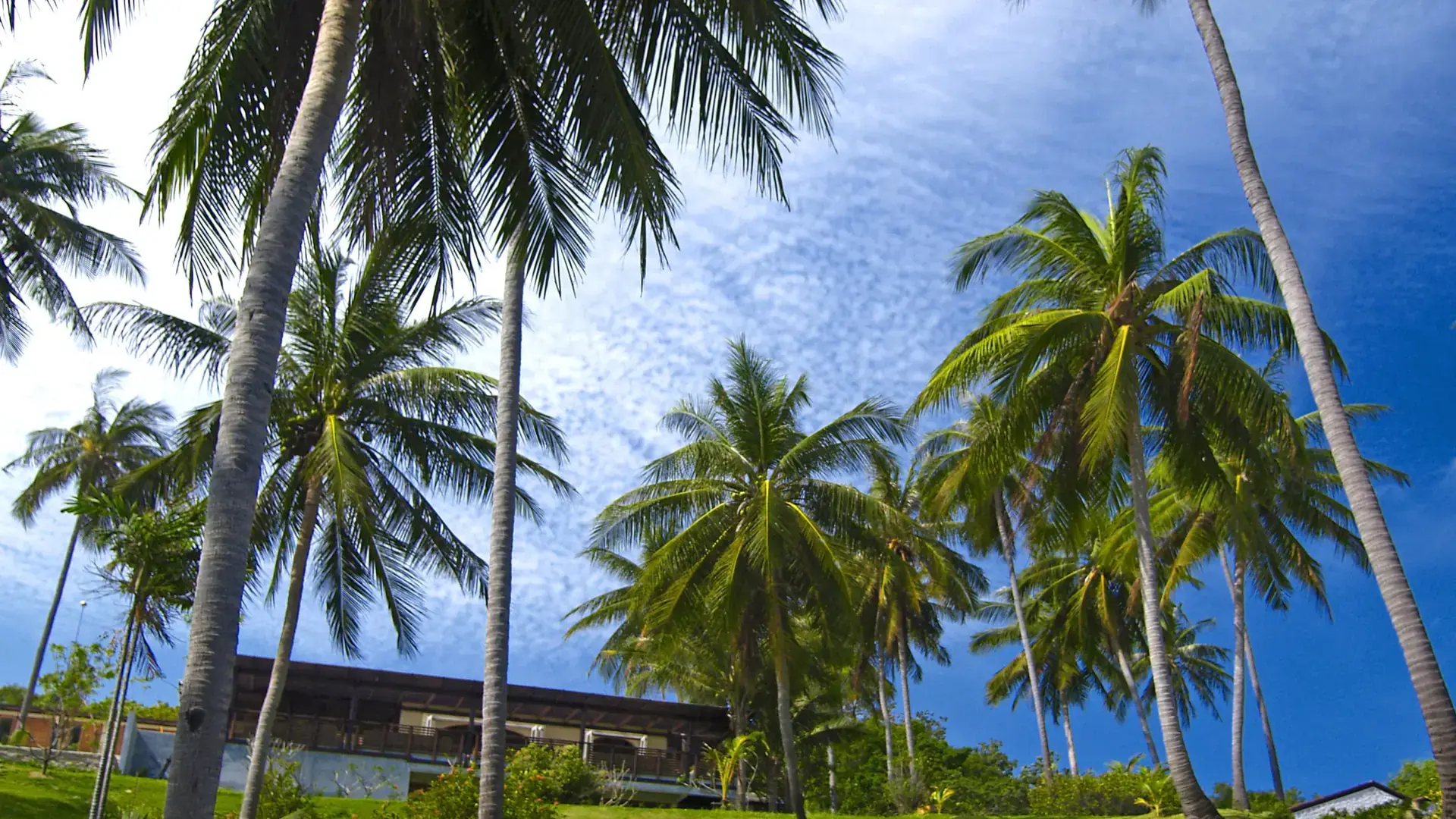 Sunlit palms and a lawn on Koh Samui, illustrating a wider island setting