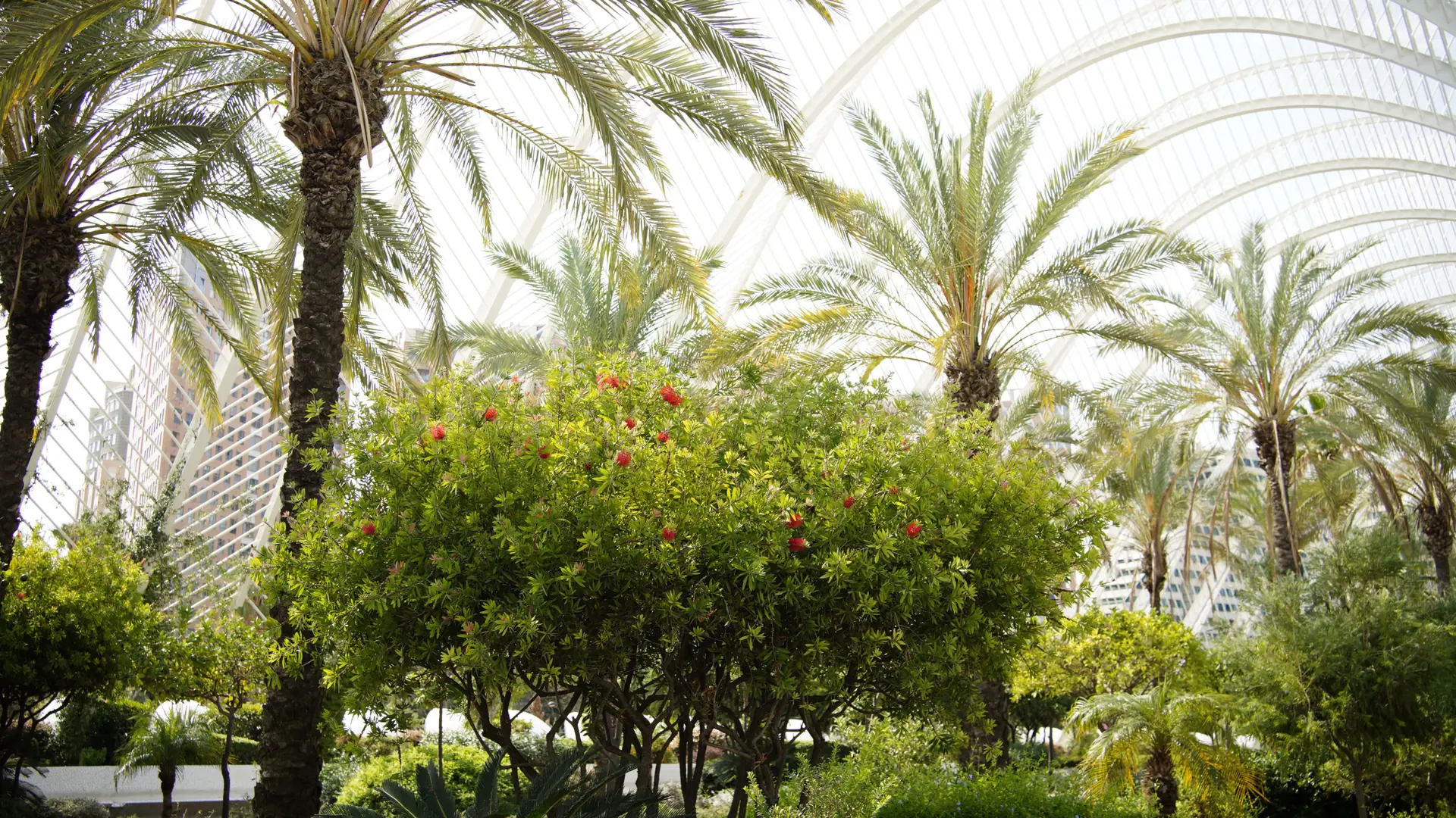 Palm trees and flowering shrubs beneath the white arches of Valencia’s Umbracle garden
