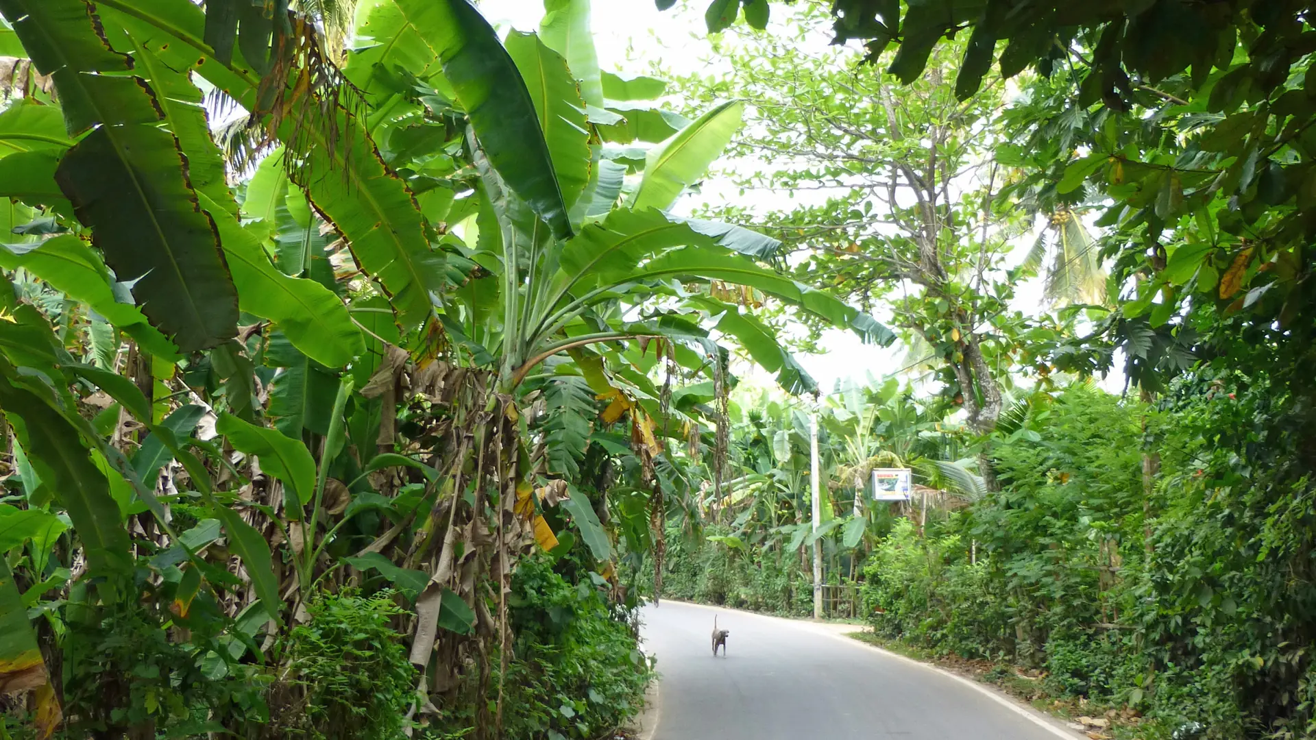 Tree-lined road through Mirissa in daylight