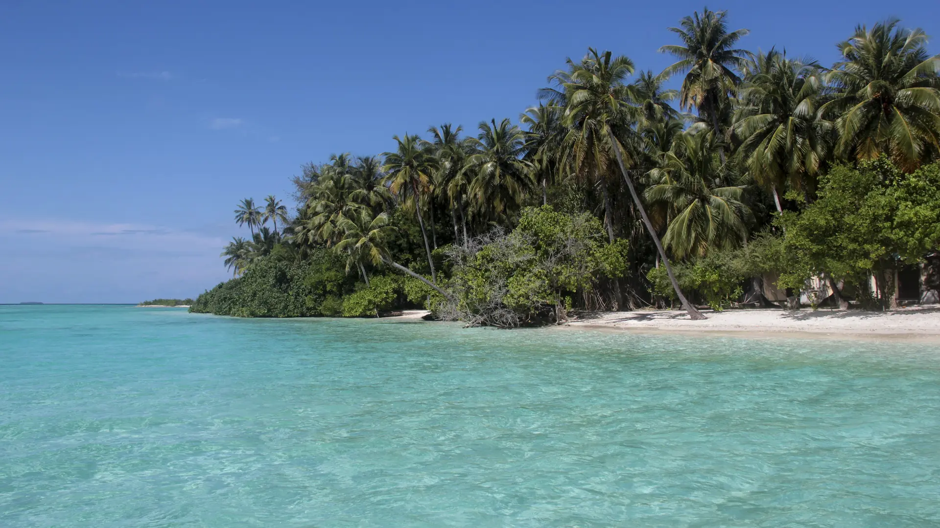 Sunny island beach in Kaafu Atoll near Maafushi, with palms and clear turquoise water