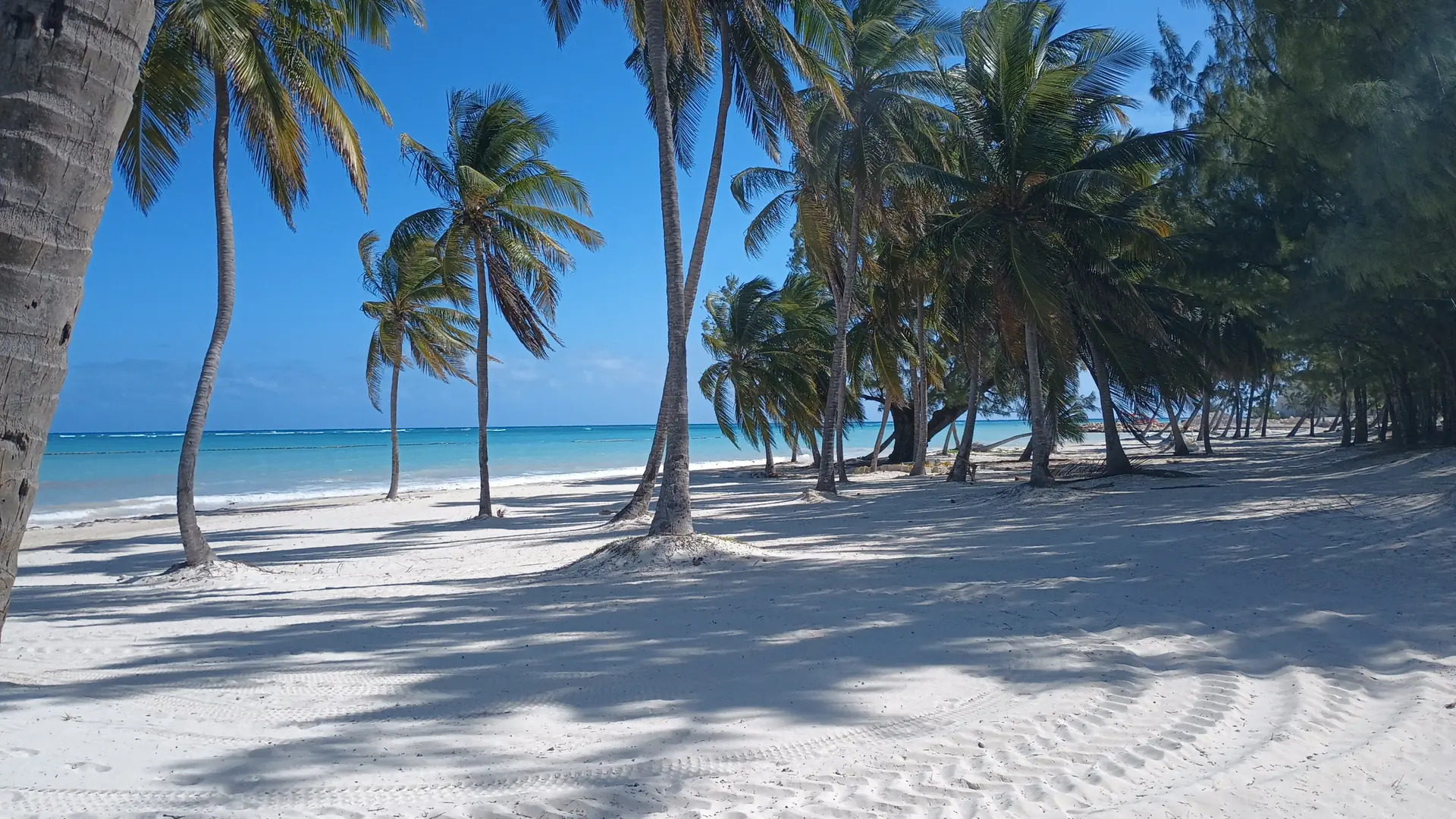 Sunlit palm beach near Sanctuary Cap Cana, with pale sand and blue water