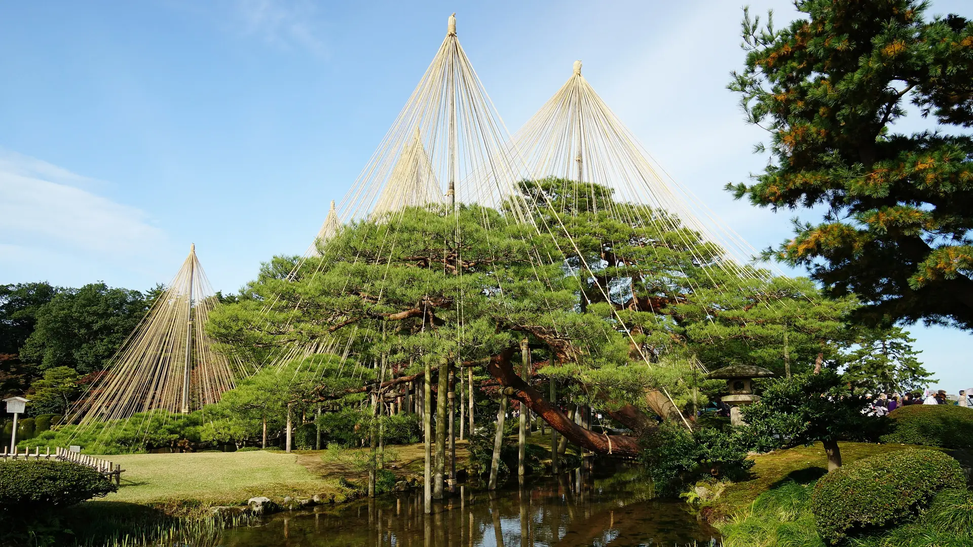 Yukitsuri ropes supporting Kenrokuen’s spreading pine branches above the garden pond.