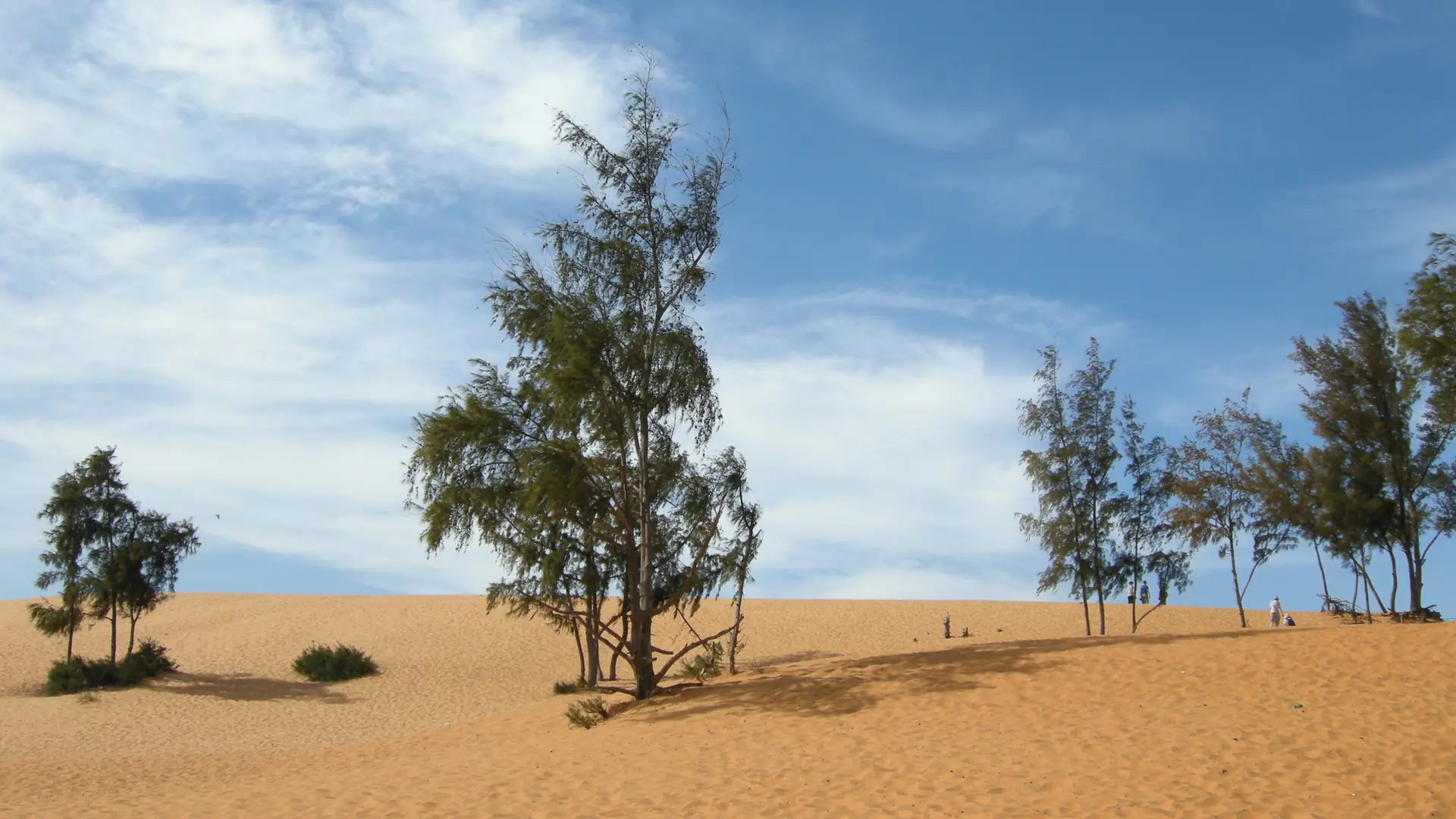 Trees in sunny Mui Ne sand dunes under blue skies, a wider dune scene