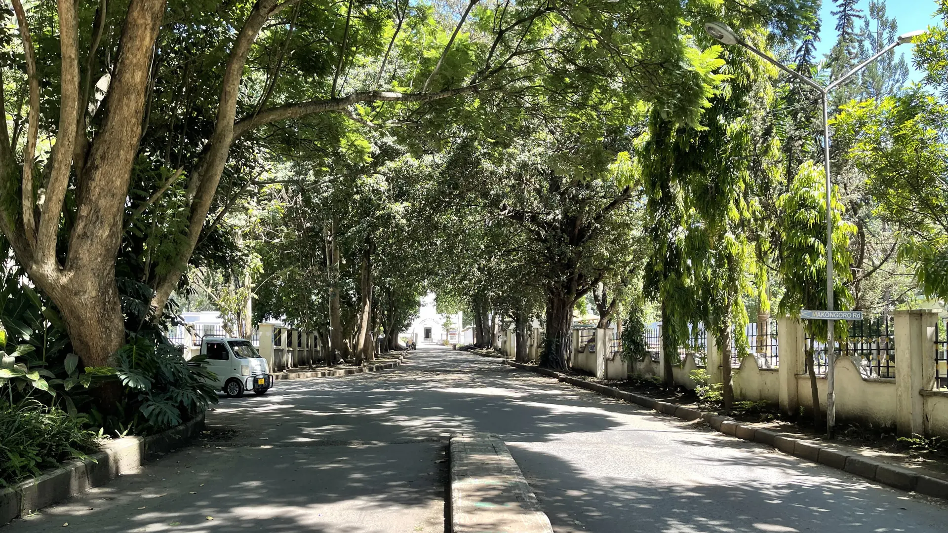 Tree-lined Boma Road in Arusha on a bright day