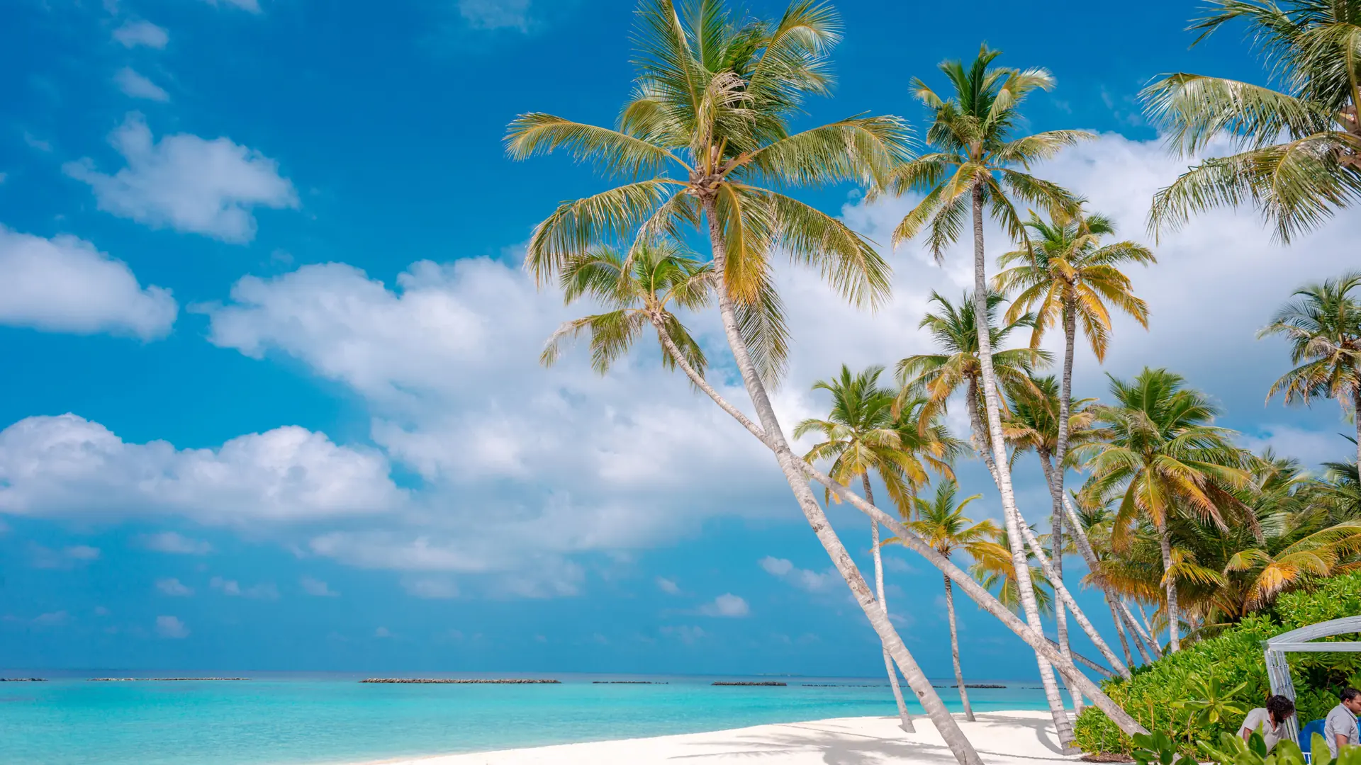 Sunlit palm beach and turquoise water in the Maldives
