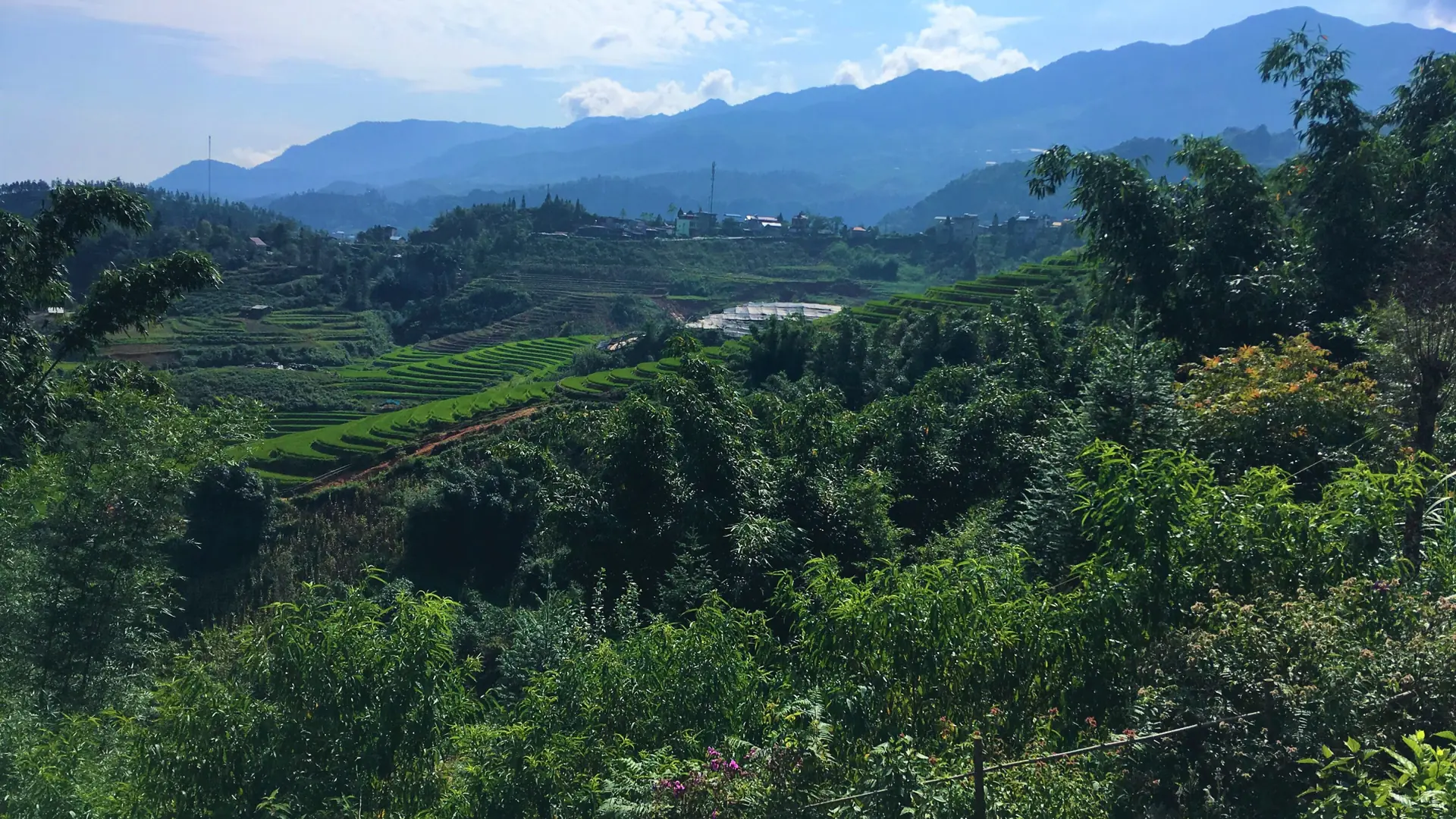 Rice terraces and trees beneath a blue sky in the Sapa countryside