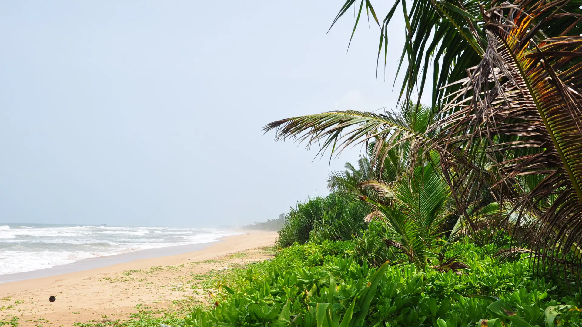 Palm-framed sandy beach and surf at Bentota