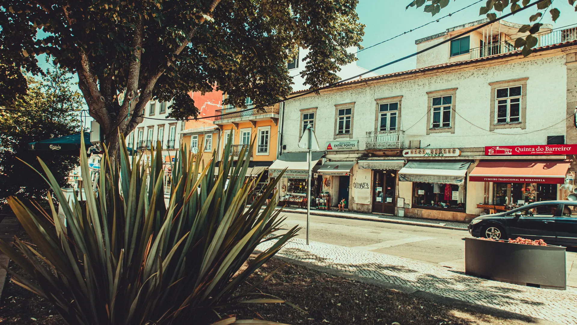 Sunny Cedofeita street in Porto with independent shops, mature trees and historic townhouses