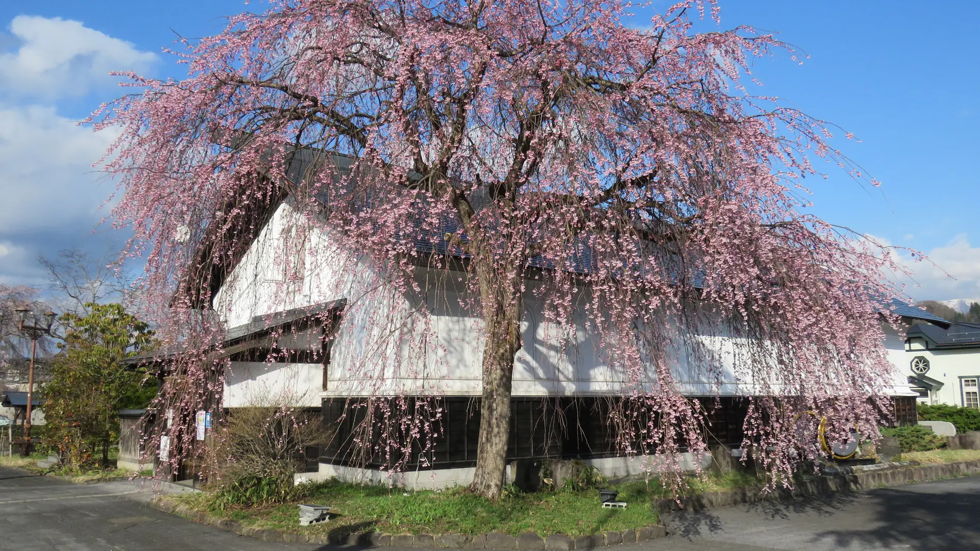 A flowering weeping cherry beside the white walls of Kakunodate’s Ekimaekura tourist information centre.