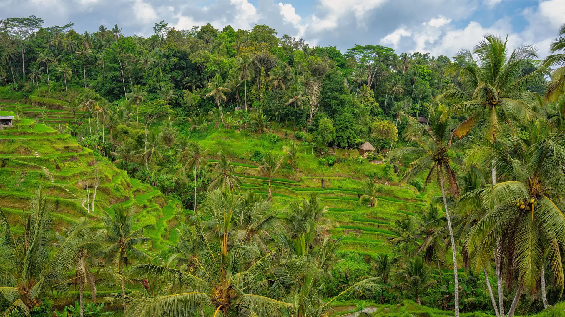 Bright green rice terraces and tall palms beneath a blue and white sky around Ubud