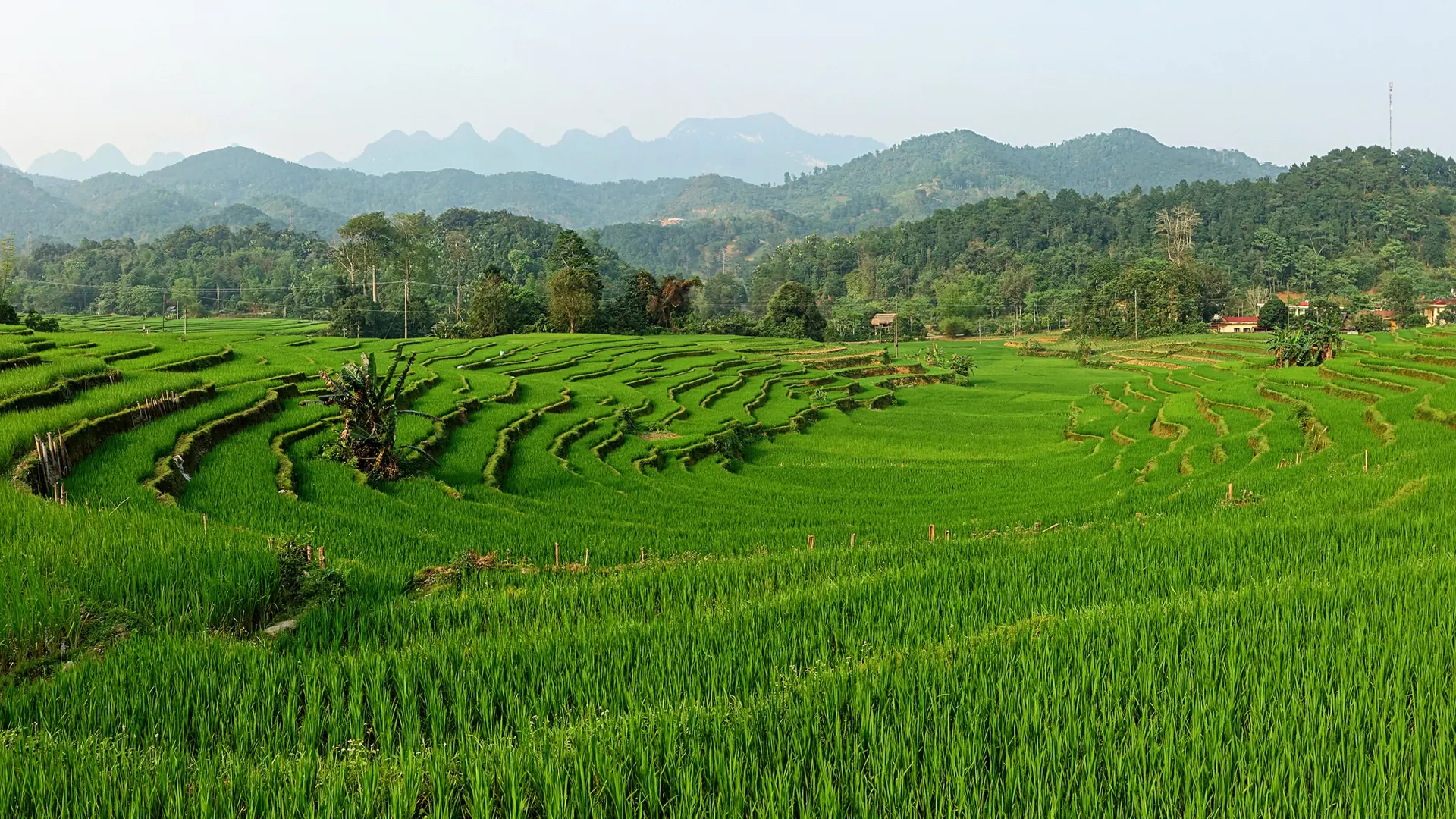 Green rice terraces in the wider Ha Giang countryside
