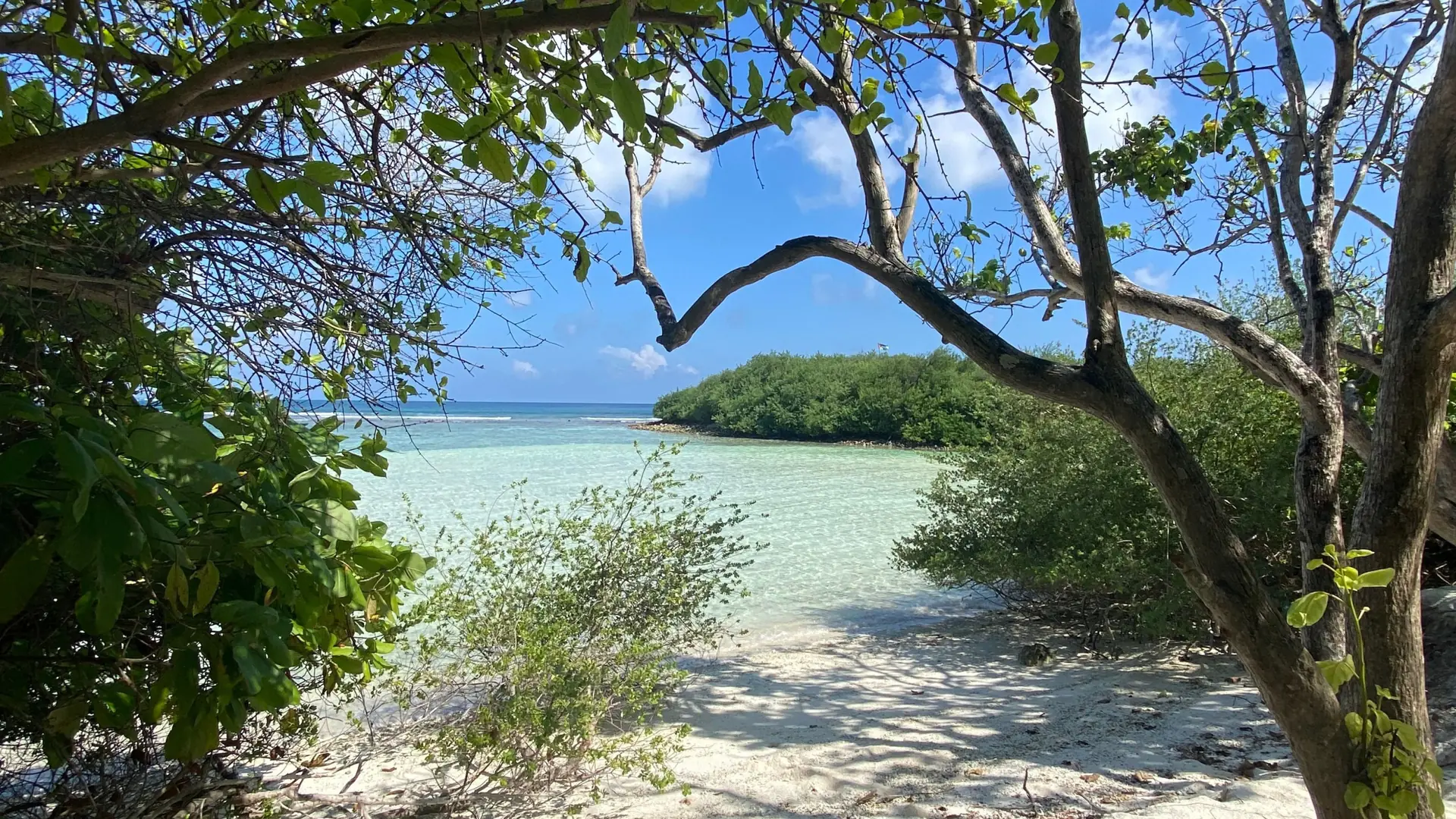 Trees framing pale sand and turquoise water on Thulusdhoo