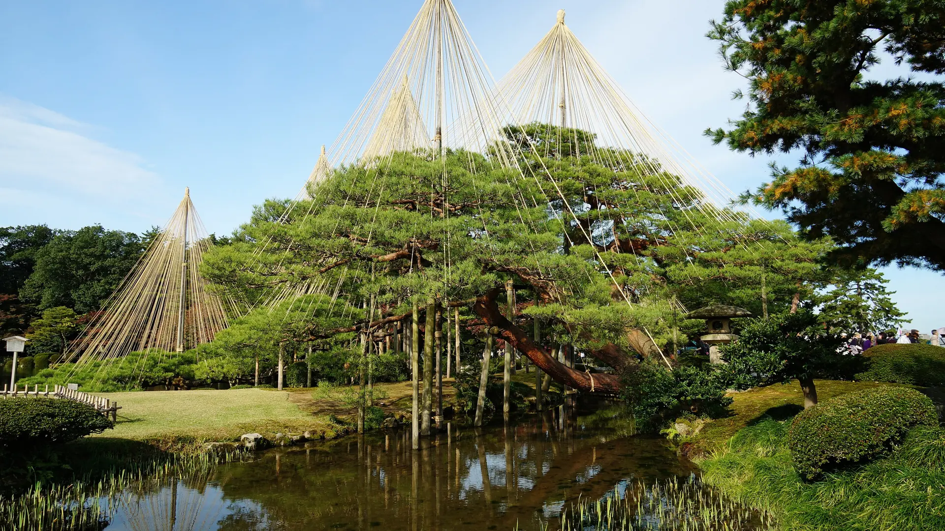 Pines with snow-support ropes beside a pond in Kenrokuen Garden, Kanazawa
