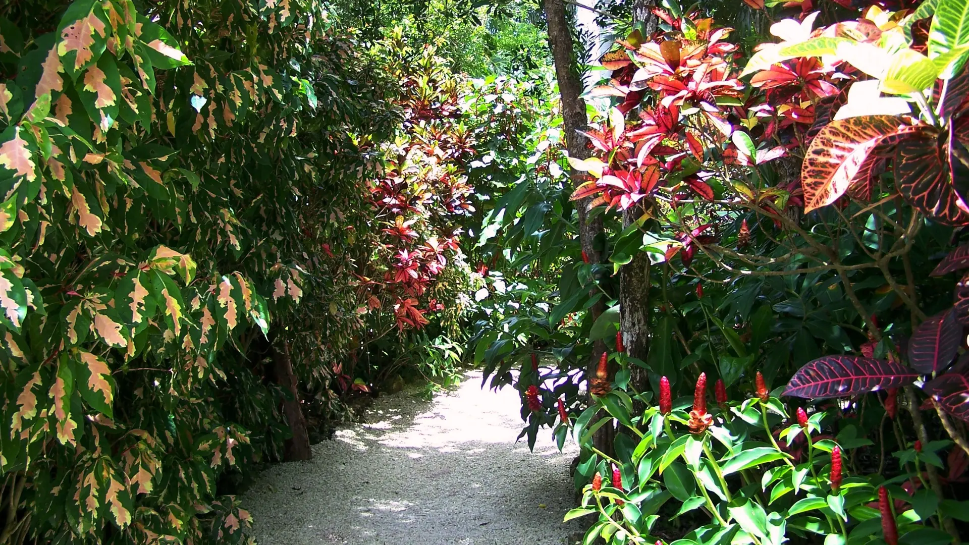 The Floral Colour Garden path at Queen Elizabeth II Botanic Park on Grand Cayman