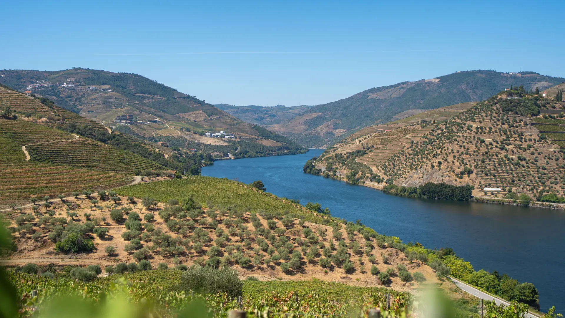 The Douro River between terraced vineyards and olive groves in northern Portugal