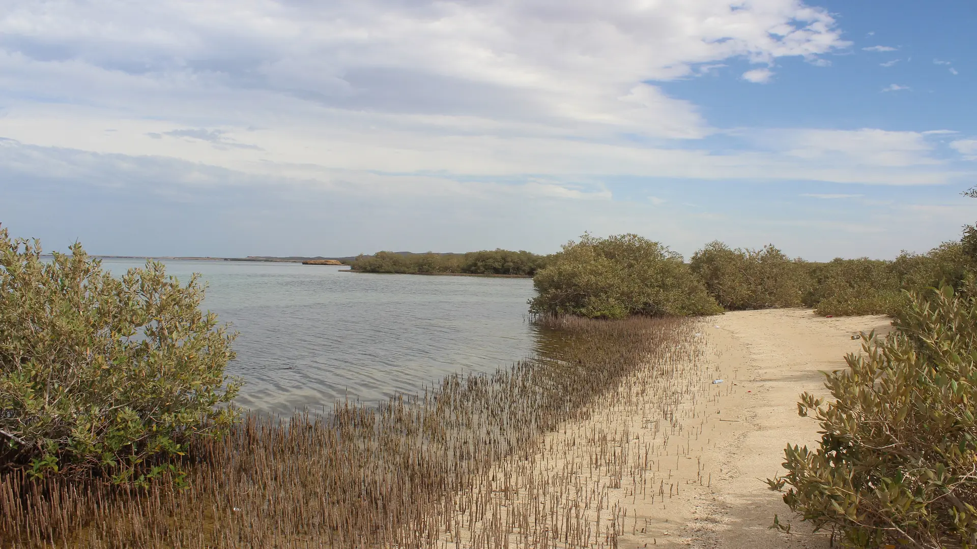 Mangroves and shallow coastal water in Wadi el-Gemal, on the southern Marsa Alam coast
