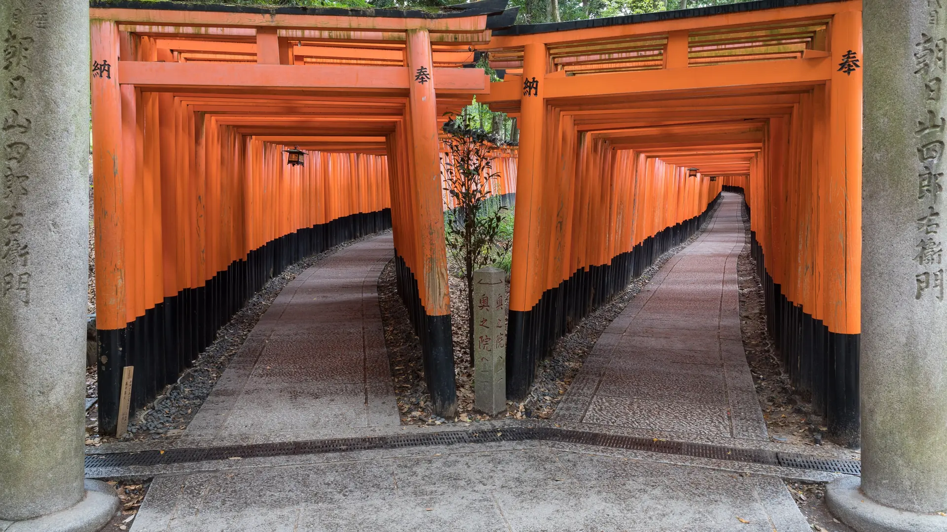 Vermilion torii gates climbing through a sunlit forest at Fushimi Inari in Kyoto