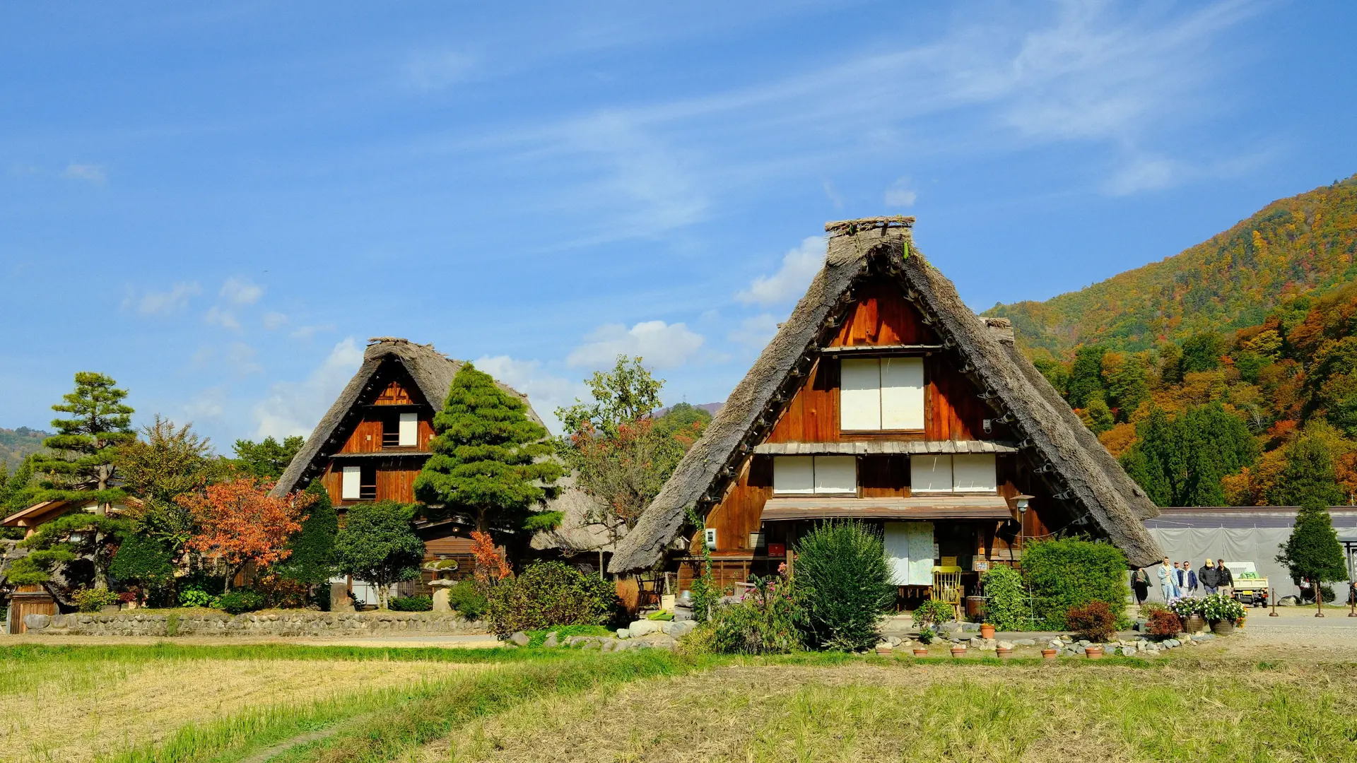 Traditional thatched gassho farmhouses in green mountain scenery at Shirakawa-go