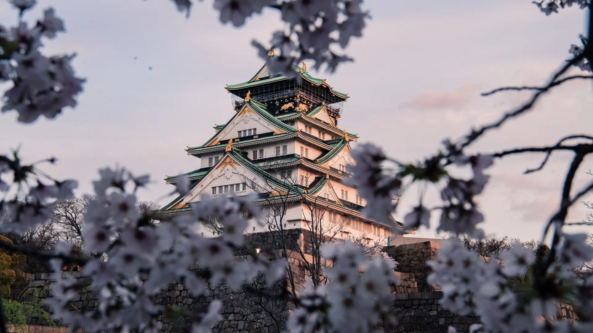 Cherry blossoms framing a Kyoto temple roof and spring mountains